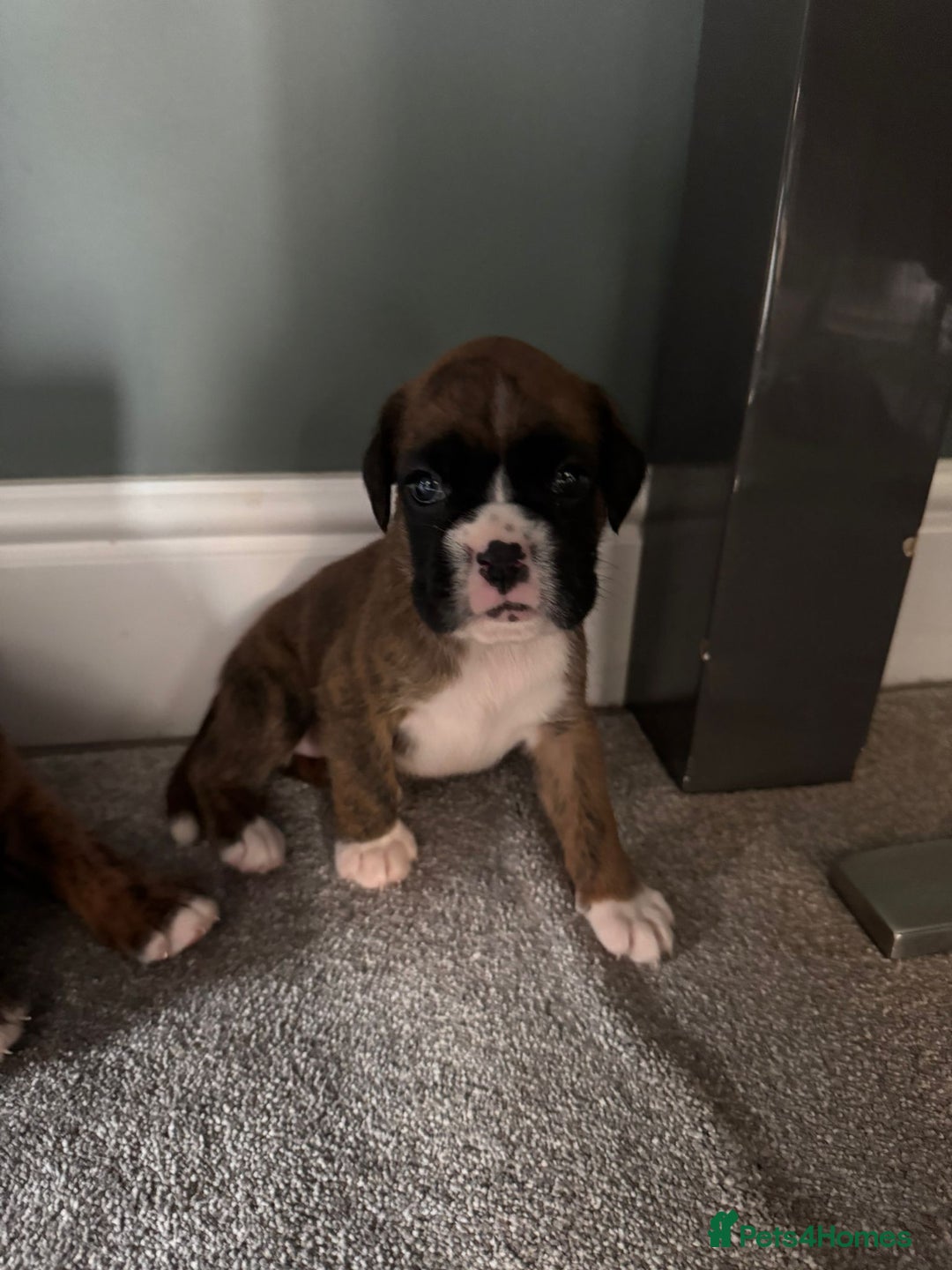 Boxer dogs for sale: KC PEDIGREE BOXER PUPPIES  - Image 20