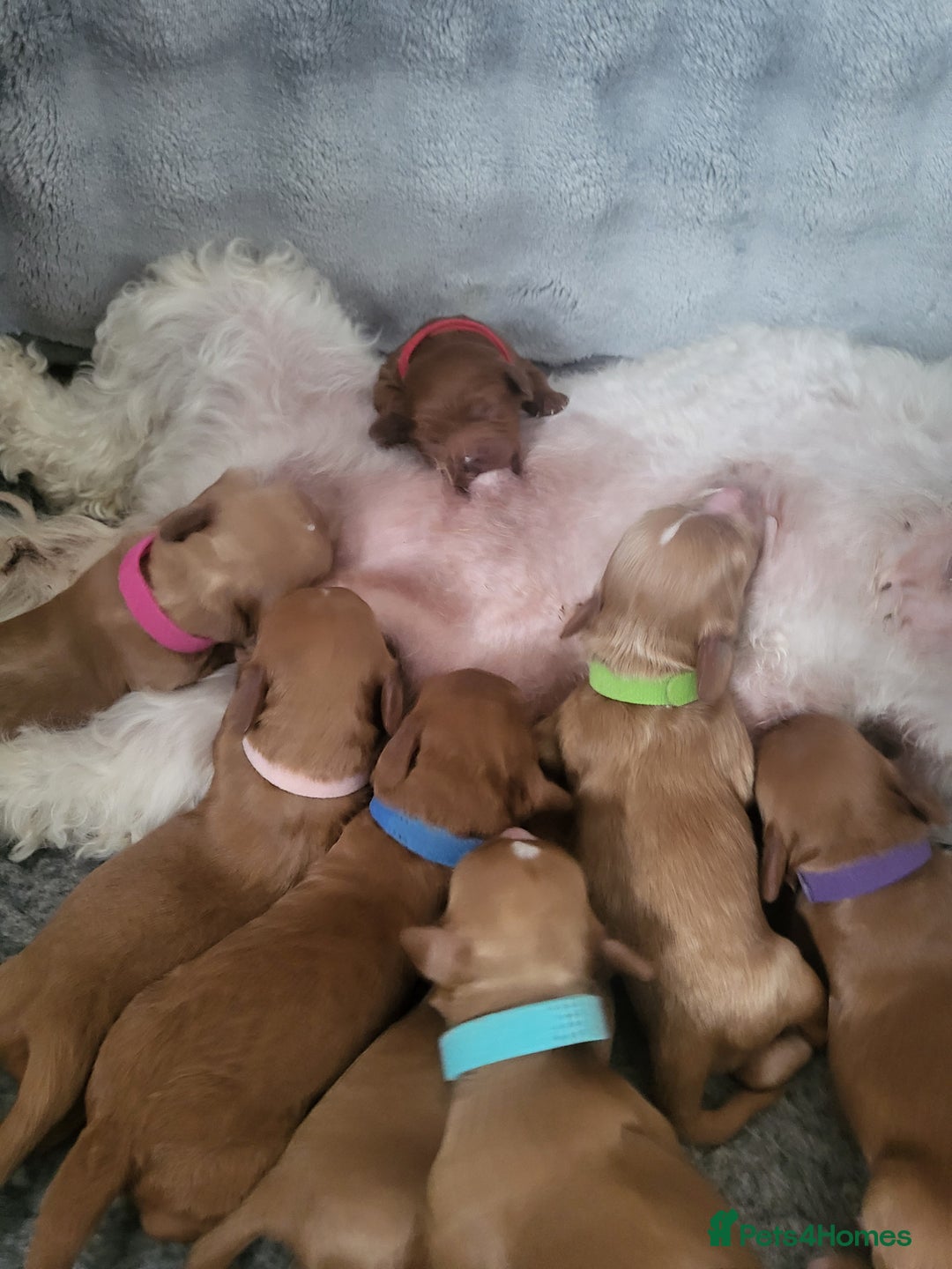 Cavachon dogs for sale: Cavapoochon - Image 17