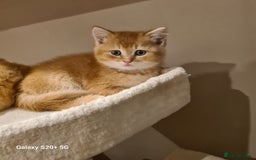 Scottish Fold cats for sale: Scottish fold/straight looking for home  - Image 17