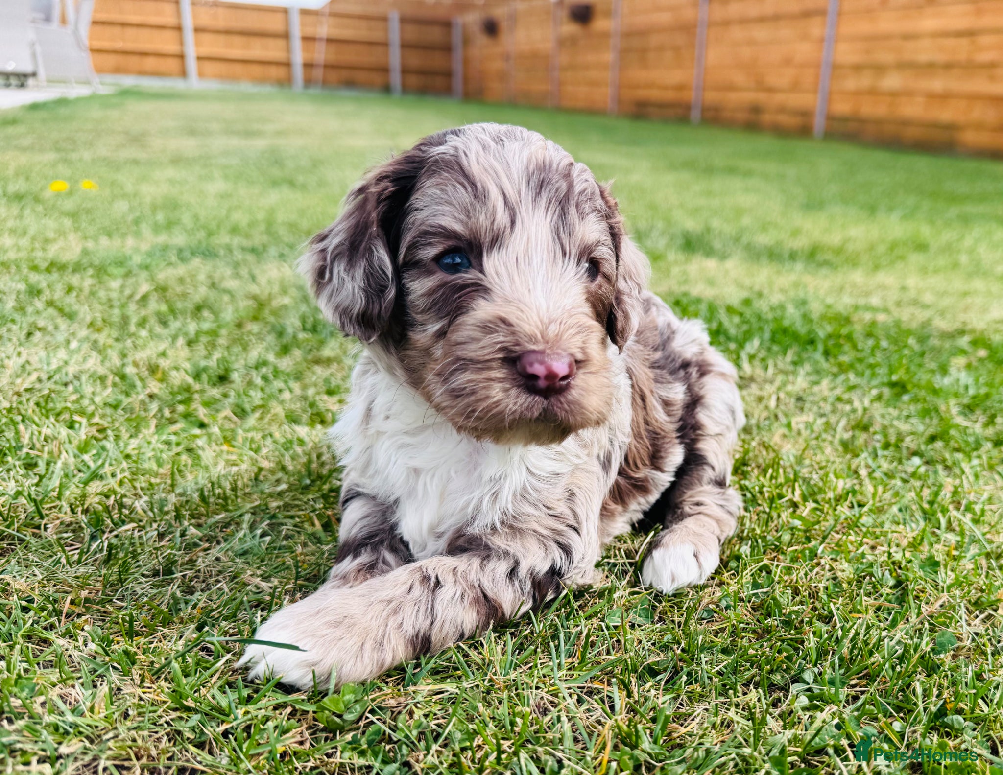 Cockapoo dogs Chocolate & chocolate Merle Cockapoo Babies 🐾🐾🐾 - Advert 1