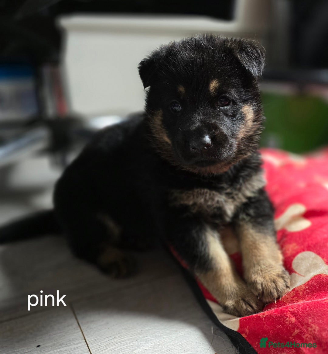 German Shepherd dogs for sale: German shepard pups - Image 4