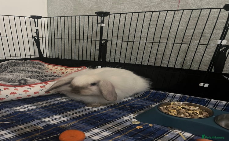 Lionhead rabbits for sale - Advert 1