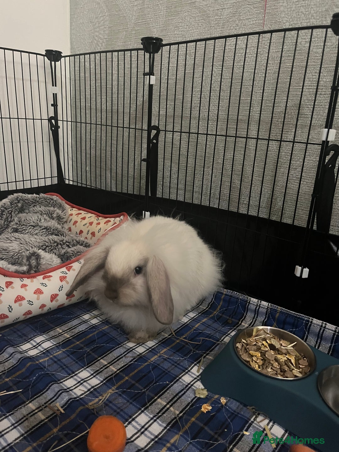 Lionhead rabbits for sale: Two lion head bunnies - Image 1