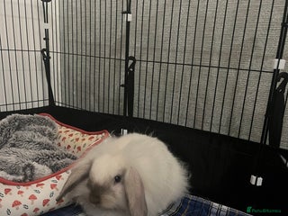 Lionhead rabbits - Advert 32