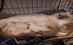 Ragdoll cats for sale:  GCCF Ragdoll kittens. Grand Champion lines - Image 2