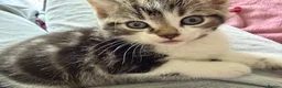 Mixed Breed cats for sale: 5 kittens- 2 boys and 3 girls - Advert 6