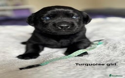 Labrador Retriever dogs for sale: Stunning litter of 8 Labrador puppies - Image 9