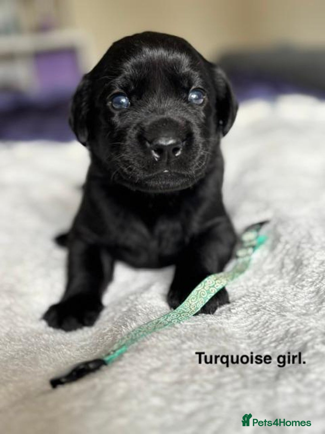 Labrador Retriever dogs for sale: Stunning litter of 8 Labrador puppies - Image 9