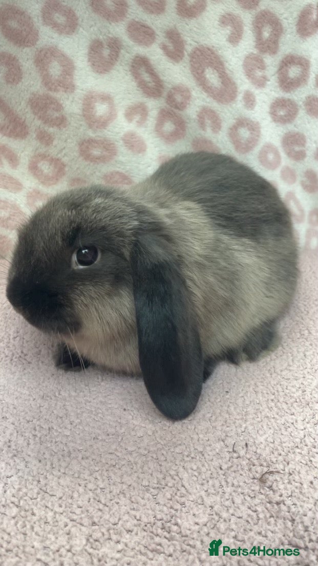 Mini Lop rabbits Mini lops 1x Male lefted - Advert 15