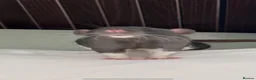 Rat rodents for sale:  OTTO & POE BONDED BROTHERS- 3 story cage included - Advert 7