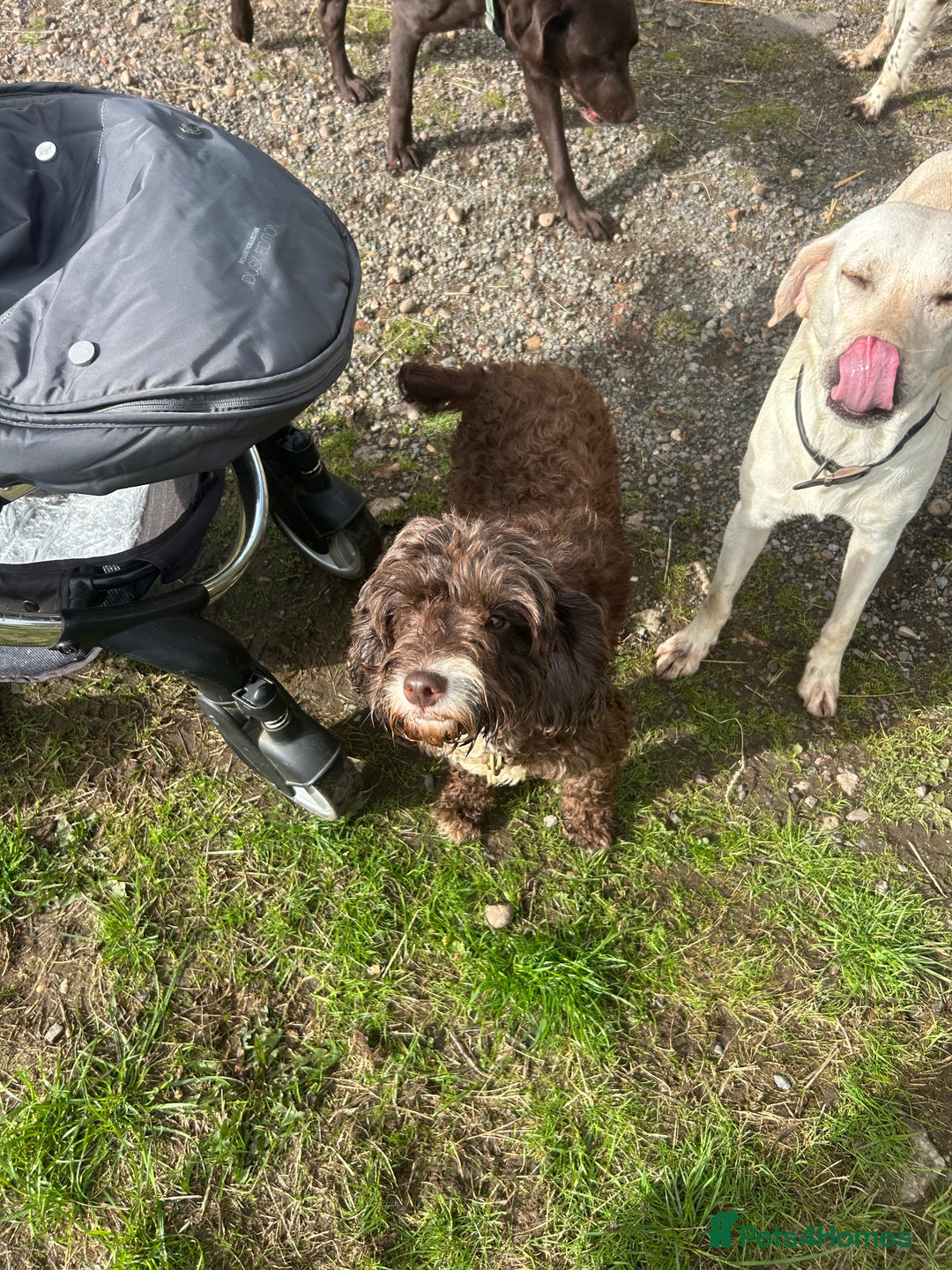 Cockapoo dogs for sale: Stunning F1 cockapoo  - Image 4