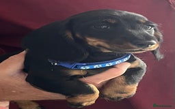 Miniature Dachshund dogs for sale: Miniature Dachshund Reduced - Image 3