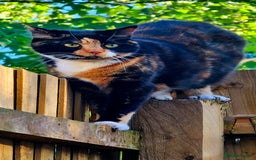 Mixed Breed cats for sale: Pair of adult cats - Image 2
