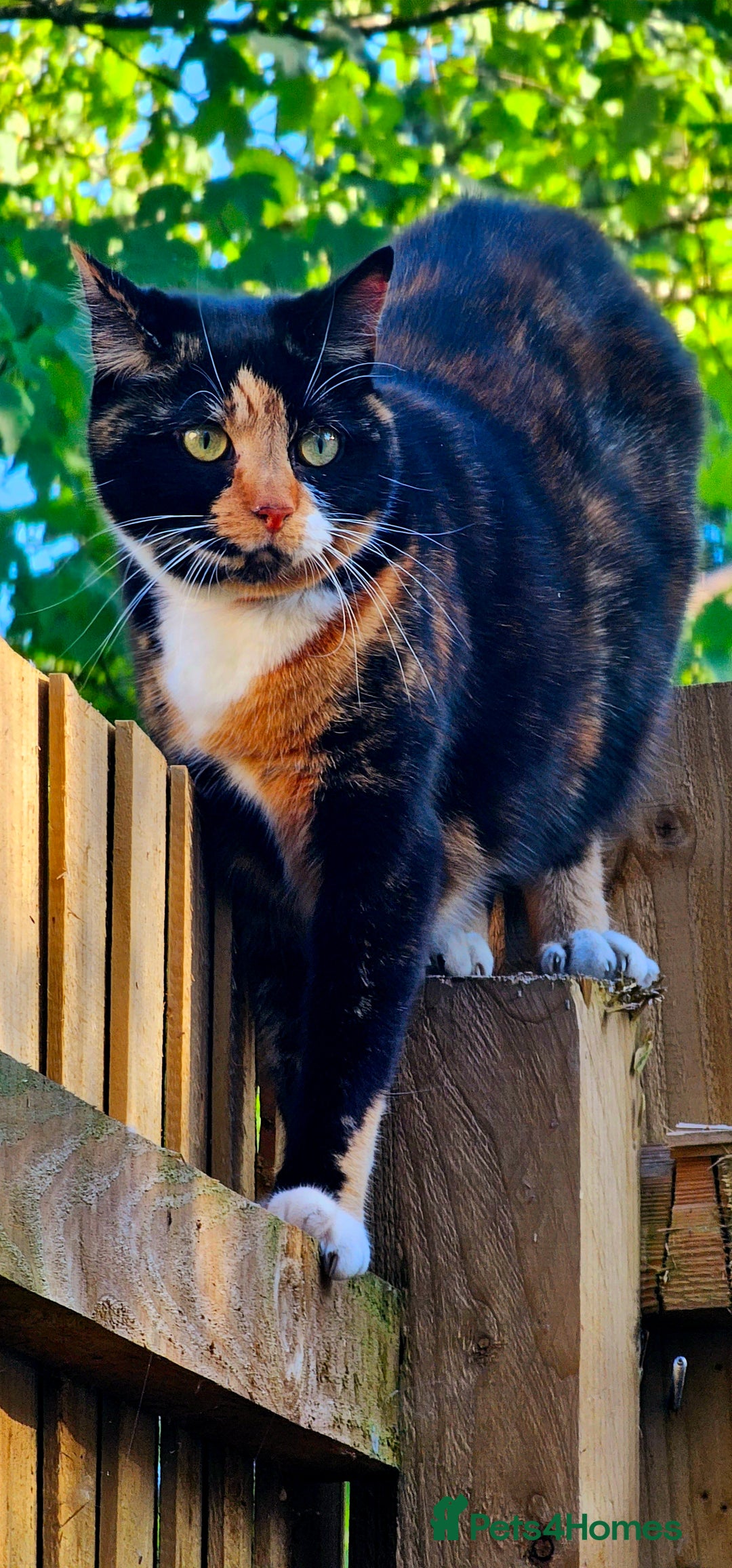 Mixed Breed cats for sale: Pair of adult cats - Image 2