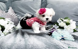 Maltese dogs for sale: Tiny KC Reg. Korean Line Maltese- by Emperatrice - Image 10