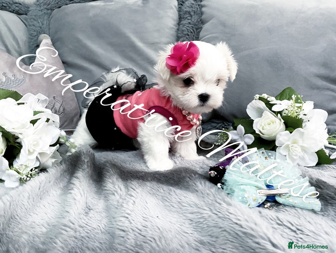 Maltese dogs for sale: Tiny KC Reg. Korean Line Maltese- by Emperatrice - Image 10
