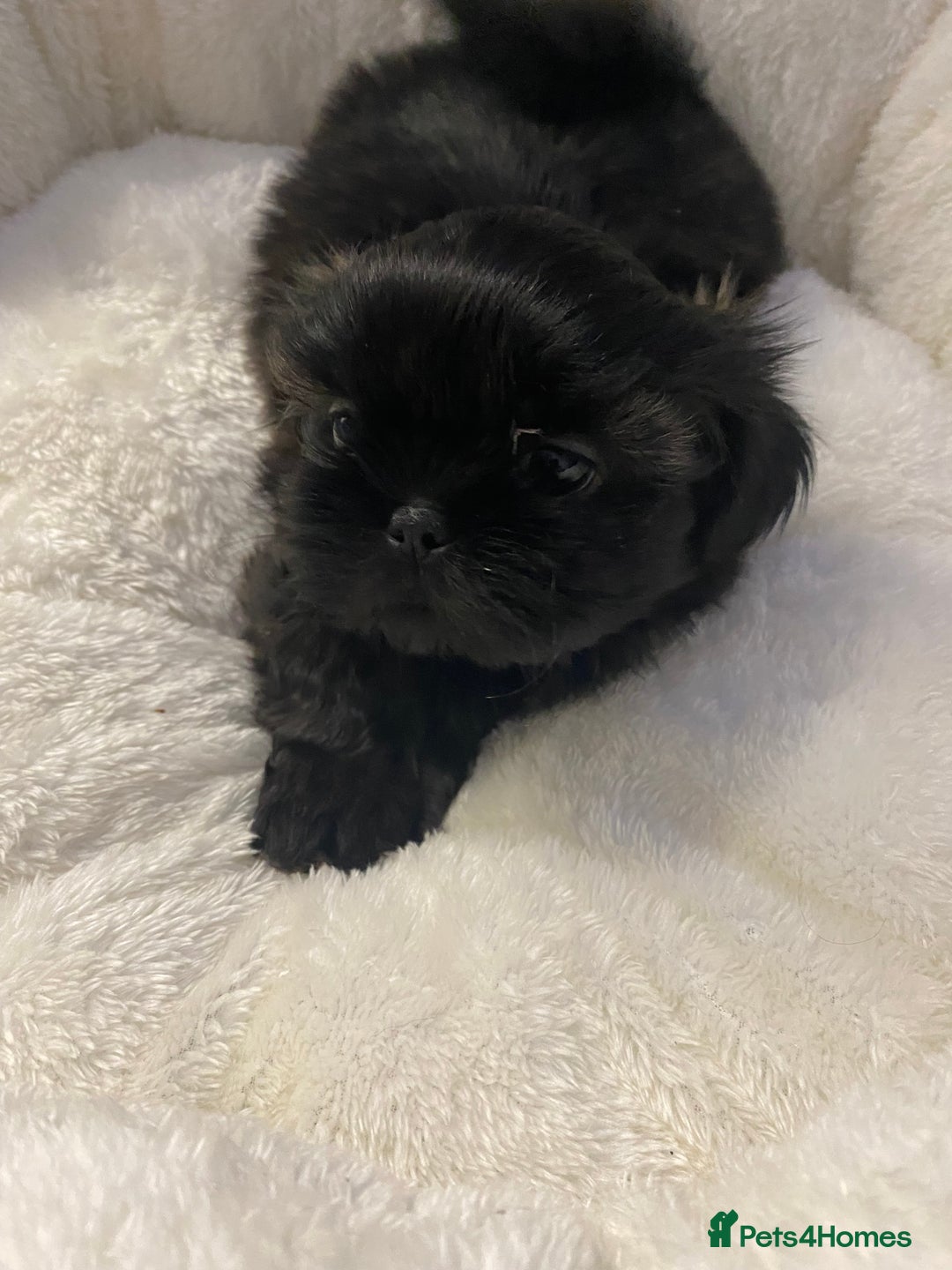 Shih Tzu dogs for sale: Imperial Shih Tzu three girls available - Advert 15