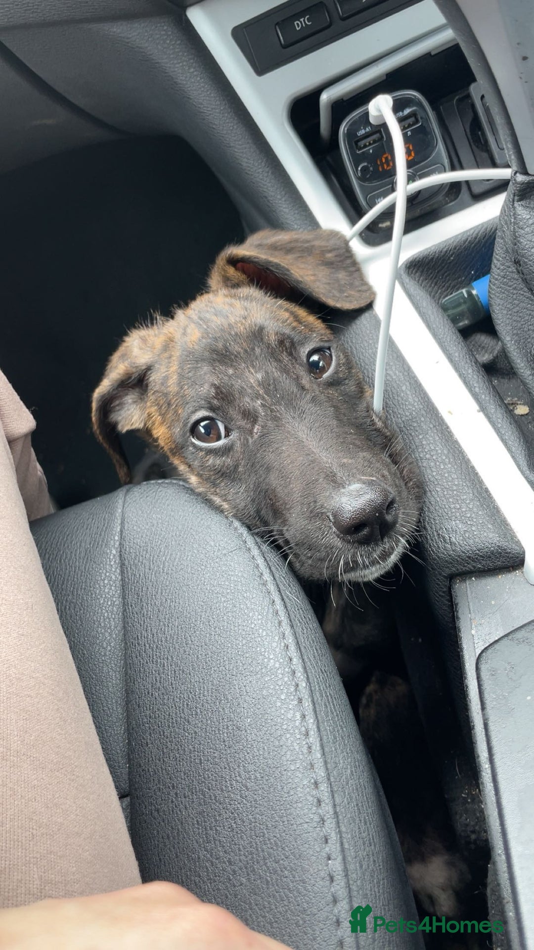 Mixed Breed dogs for sale: Puppy  - Image 1