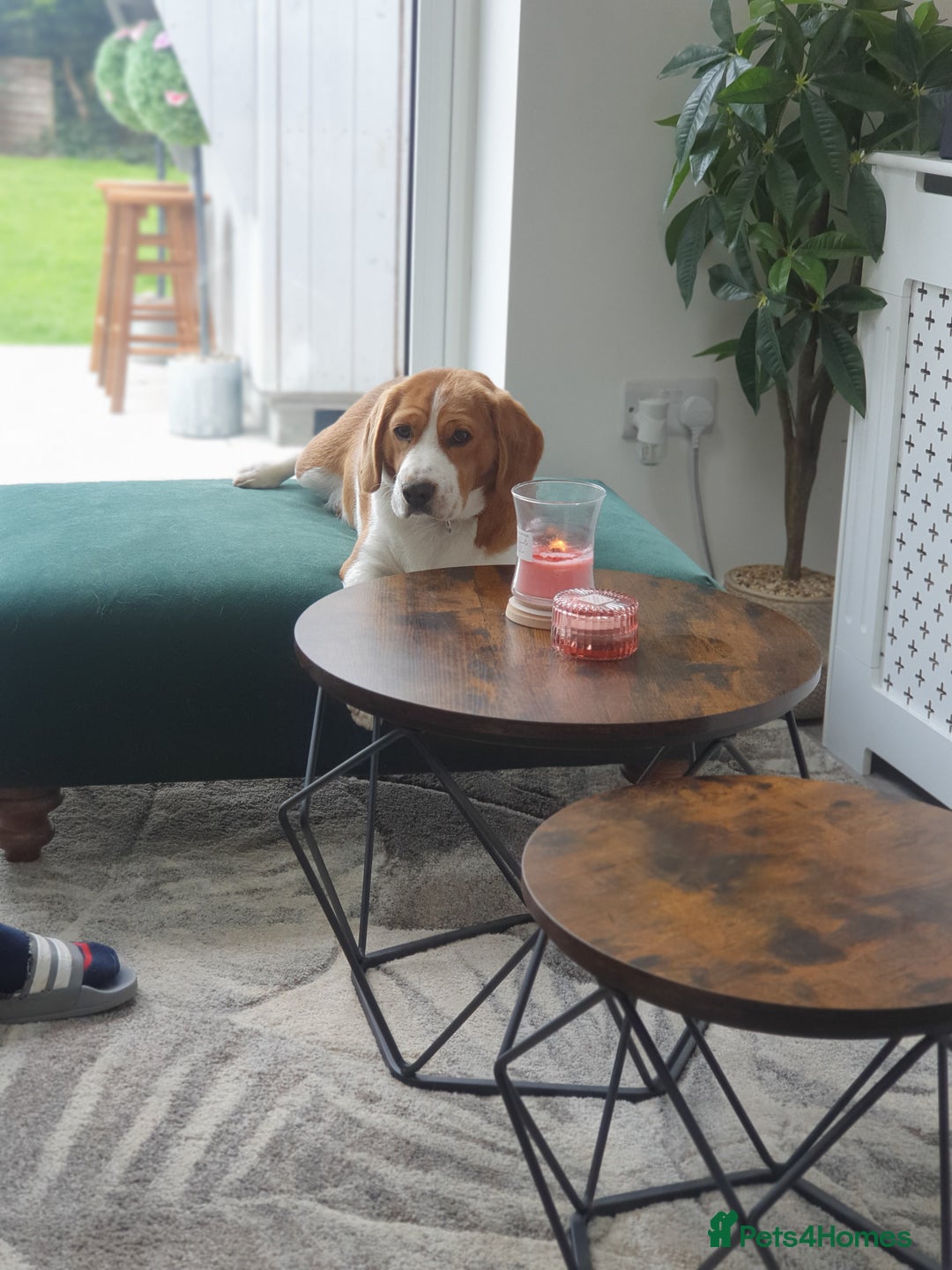 Beagle dogs for sale: Beagle (Tri Colour) M 3yo - Advert 3
