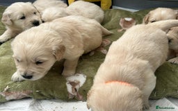 Golden Retriever dogs for sale: Superb litter Kc reg health tested goldens - Image 9