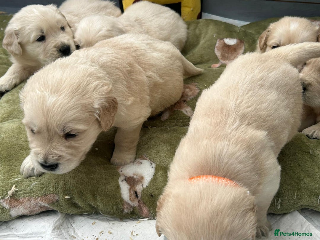 Golden Retriever dogs for sale: Superb litter Kc reg health tested goldens - Image 9