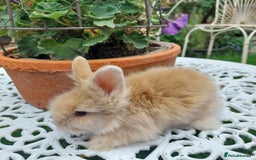 Mini Lop rabbits for sale: PUREBRED DOUBLE/ TEDDY LION HEAD BABIES  - Image 13