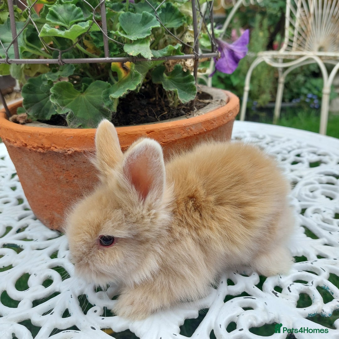 Mini Lop rabbits for sale: PUREBRED DOUBLE/ TEDDY LION HEAD BABIES  - Image 13
