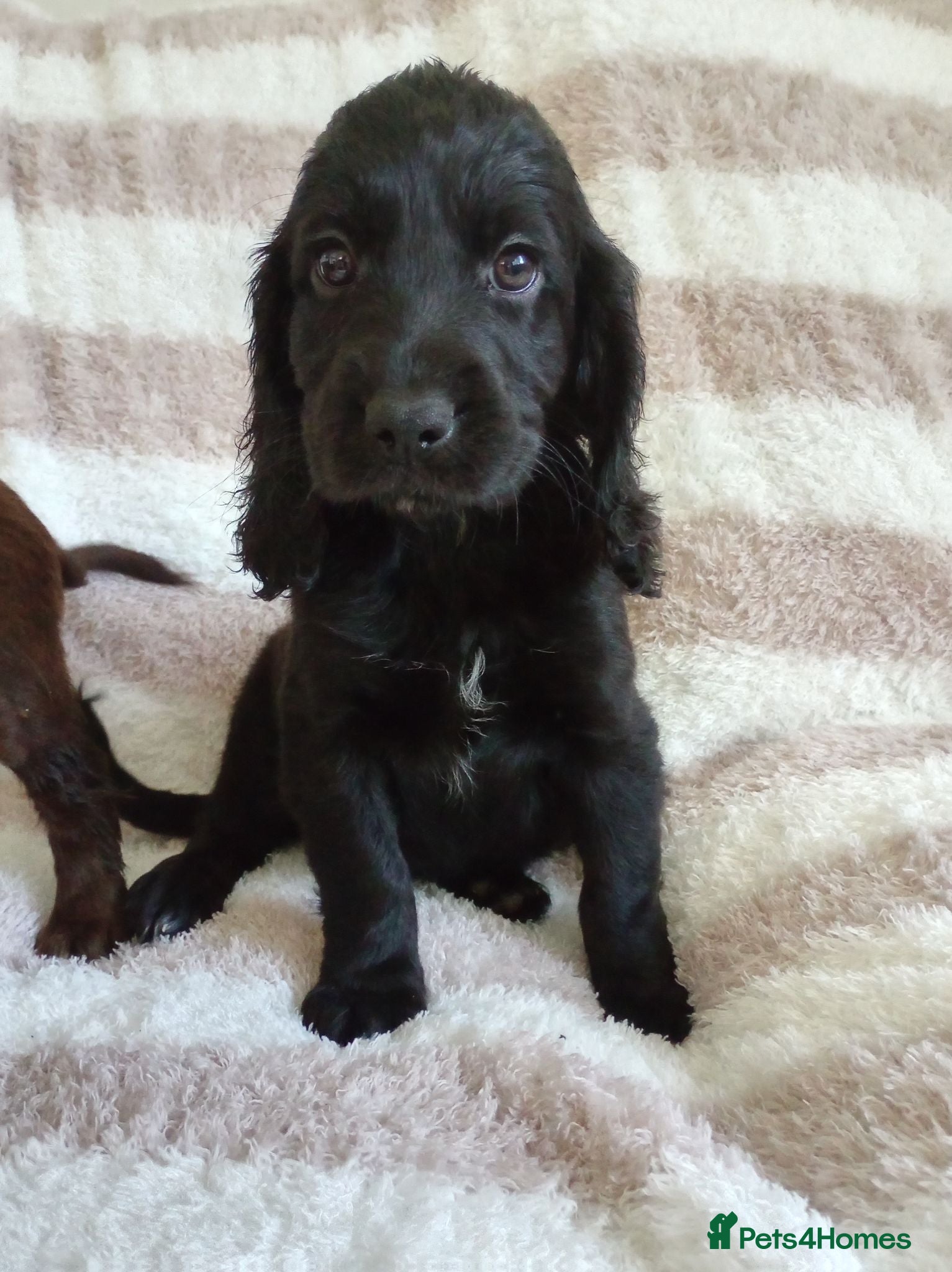 Cocker Spaniel dogs Beautiful Cocker spaniel pups  - Advert 6