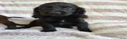 Cocker Spaniel dogs for sale: Beautiful Cocker spaniel pups  - Advert 1