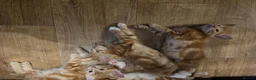 Mixed Breed cats for sale: Cute kittens looking for a new home  - Advert 27