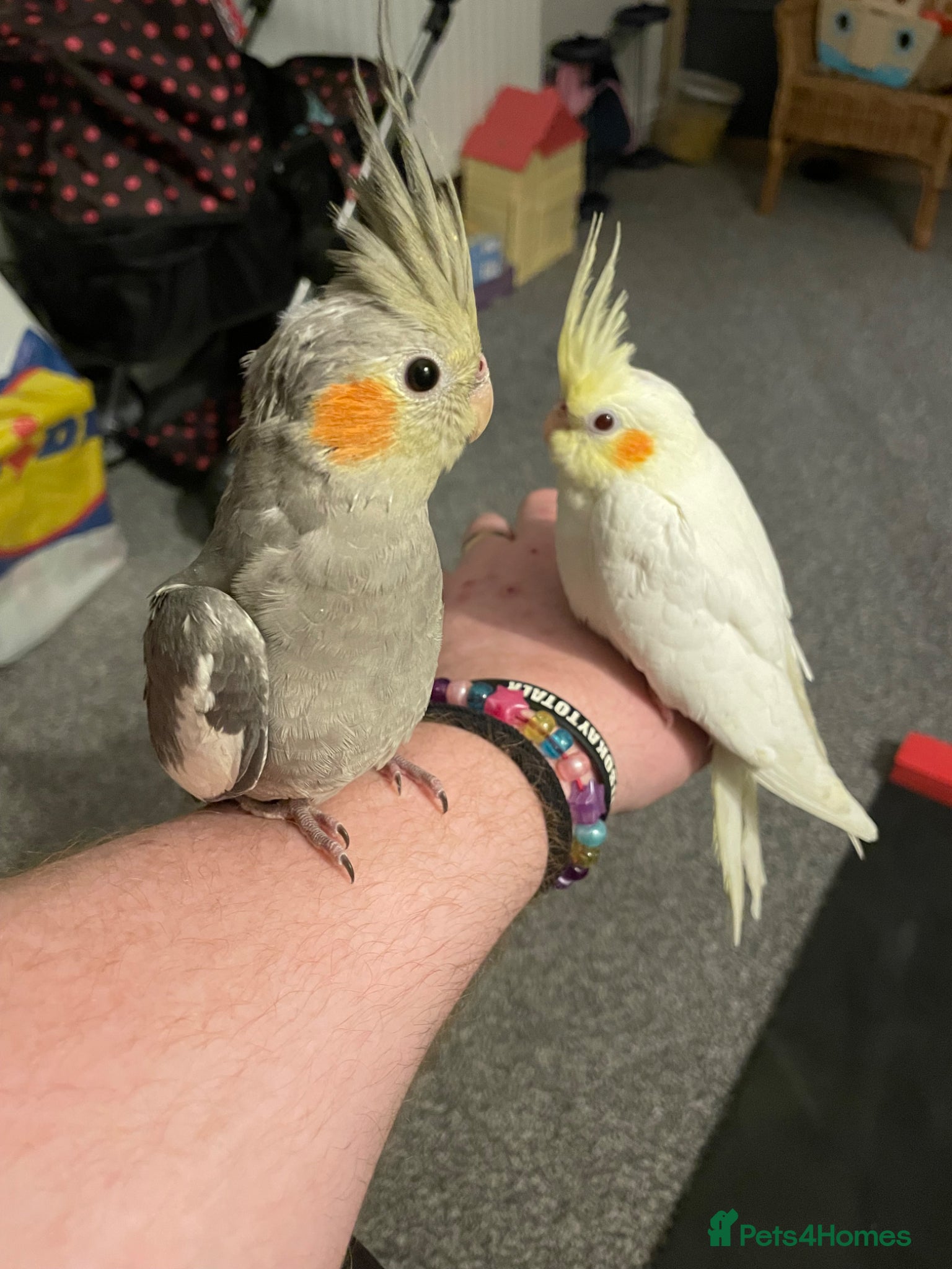 Cockatiels birds Cockatiels  - Advert 1