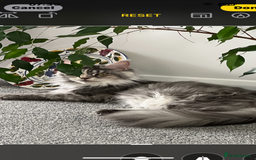 Maine Coon cats for sale: MANE COON KITTENS READY NOW - Image 8