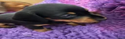 Dachshund dogs for sale: A stunning litter of 2 female Dachshunds in Leeds - Advert 4
