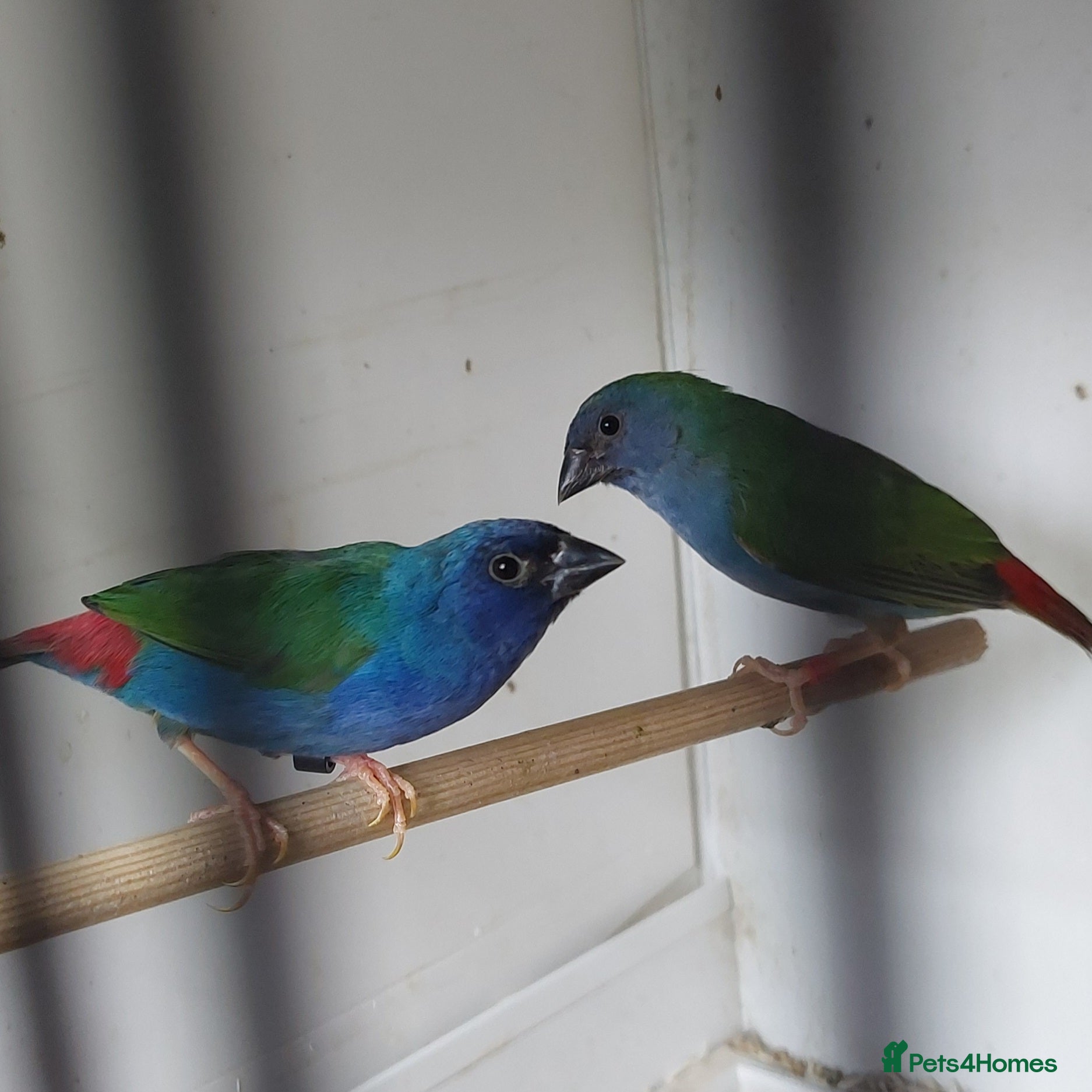 Finches birds Foreign finches available  - Advert 5