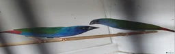 Finches birds for sale: Foreign finches available  - Advert 7