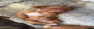 Cocker Spaniel 1