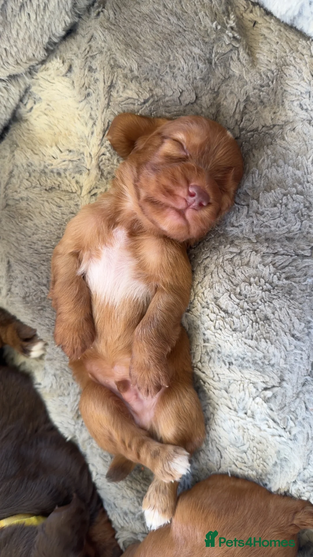 Cocker Spaniel dogs for sale: 2 gorgeous cocker spaniel boys  in Radstock - Advert 9