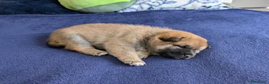 Japanese Shiba Inu 3