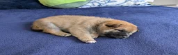 Japanese Shiba Inu dogs for sale: Lovely Shiba Inu Puppies, Ready for home late Aug in Corby - Advert 16
