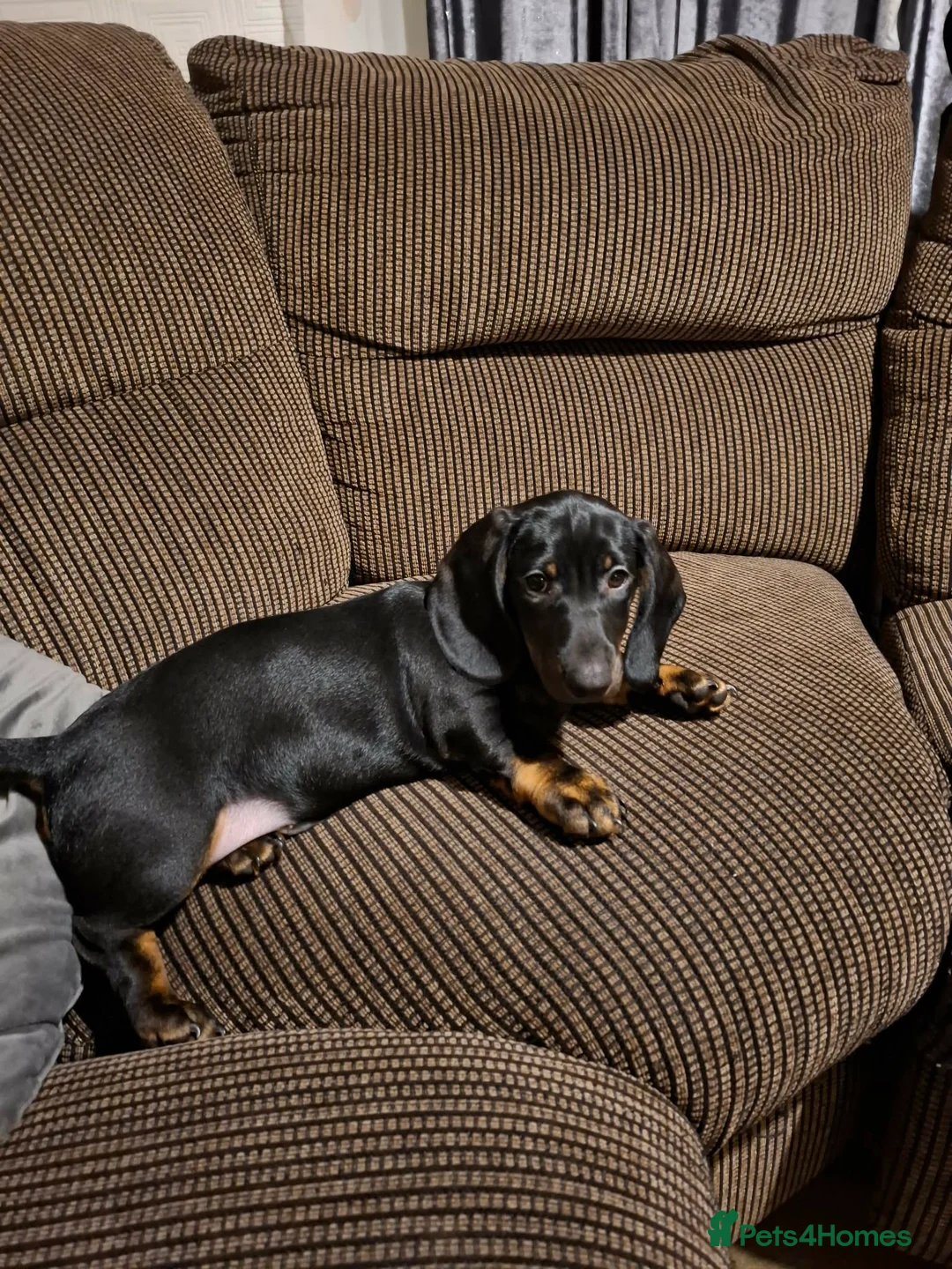 Dachshund dogs for sale: Dachshund puppies - Advert 12