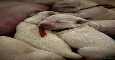 Golden Retriever dogs - Advert 7