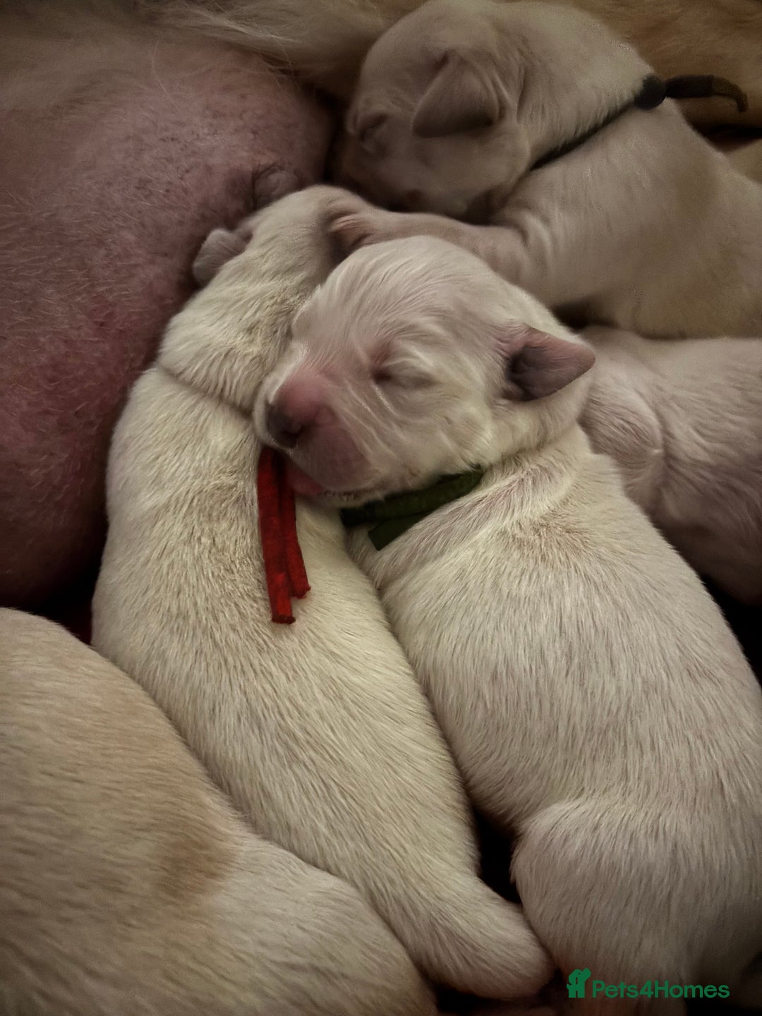 Golden Retriever dogs for sale: Gorgeous Show Type Golden Retrievers - Image 2