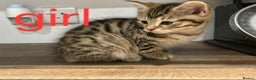 Mixed Breed cats for sale: Beautiful kittens for new homes - Advert 2