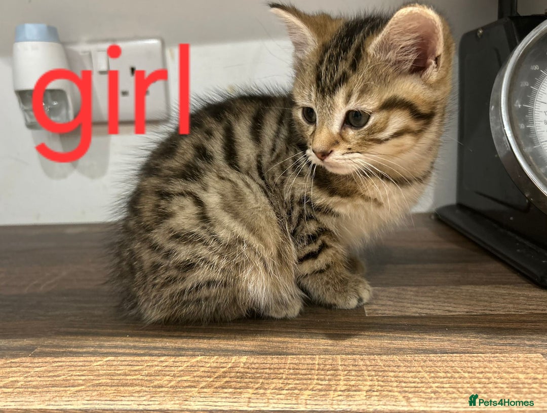 Mixed Breed cats for sale: Beautiful kittens for new homes - Advert 2