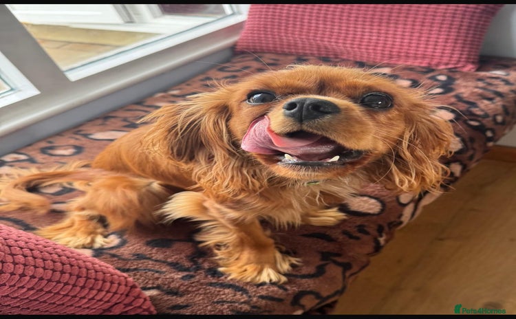 Cavalier King Charles Spaniel dogs - Advert 1