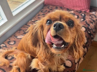 Cavalier King Charles Spaniel dogs - Advert 4