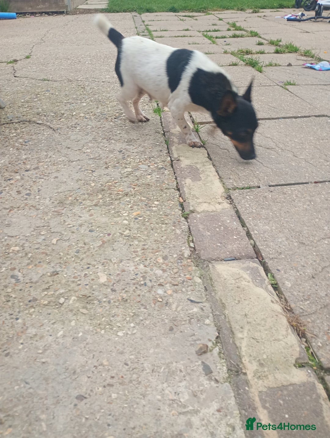 Jack Russell dogs for sale: ONE LAST GIRL READY NOW !!! Tiny Jack Russell - Image 12
