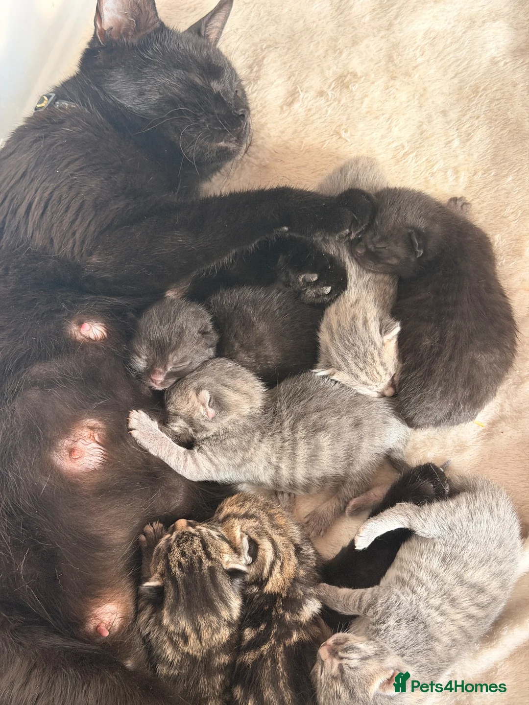 Mixed Breed cats for sale: Beautiful British Shorthaired Cross Kittens - Advert 40