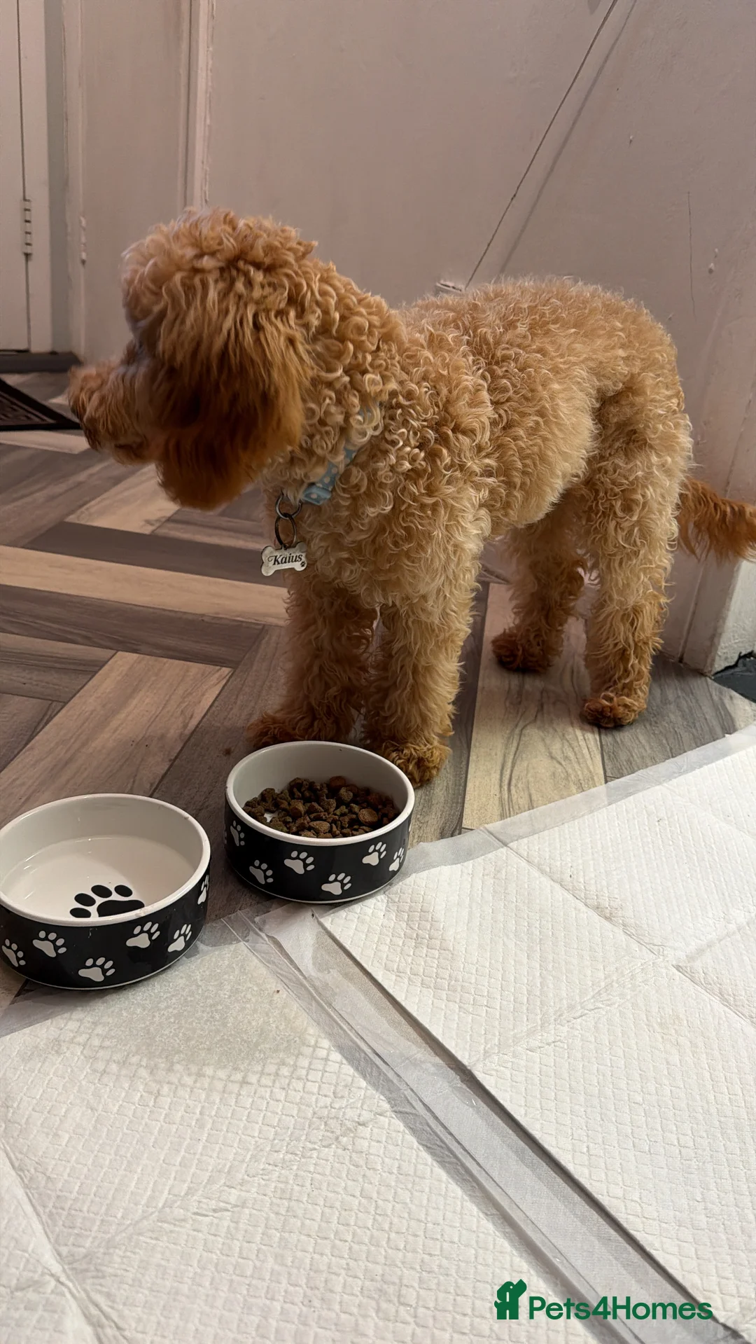 Cockapoo dogs for sale: Cockapoo puppy for sale (URGENT) - Advert 2