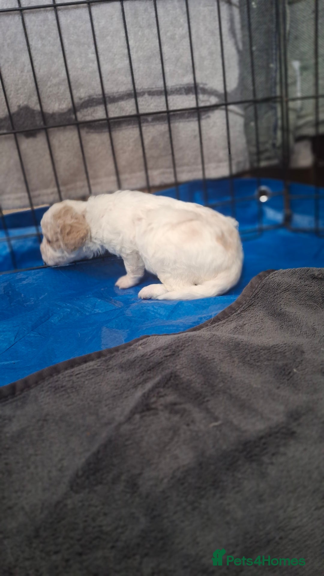 Cockapoo dogs for sale: Mr cassidy - Image 9